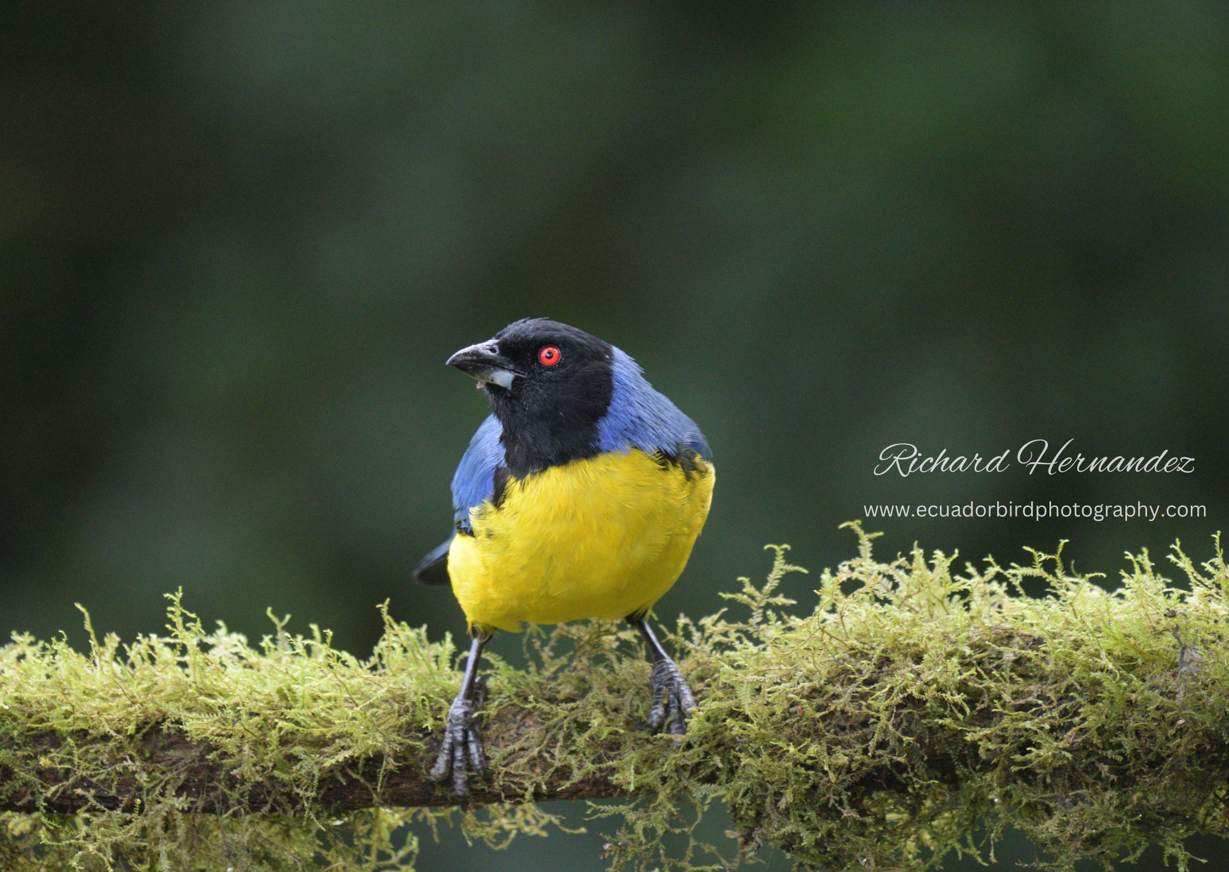 hooded mountain tanager